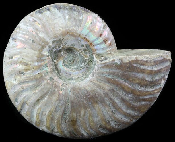 Silver Iridescent Ammonite - Madagascar #51495